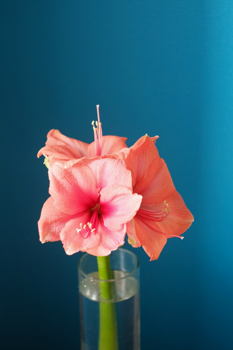 4 rosa blume amaryllis pflege uebers jahr informationen