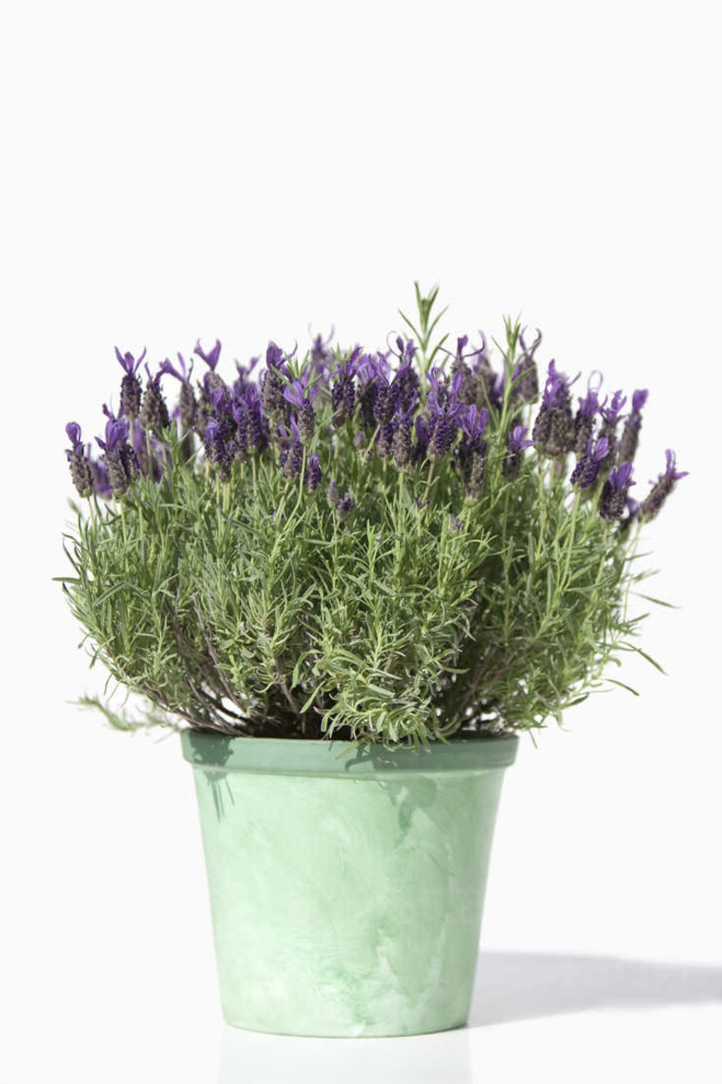 4-topf-mit-lila-pflanze-duenger-für-lavendel-richtig-infos-tipps