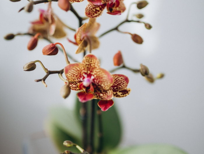 5 bunte orchideenpflanze orchideen blaetter kleben was tun resized