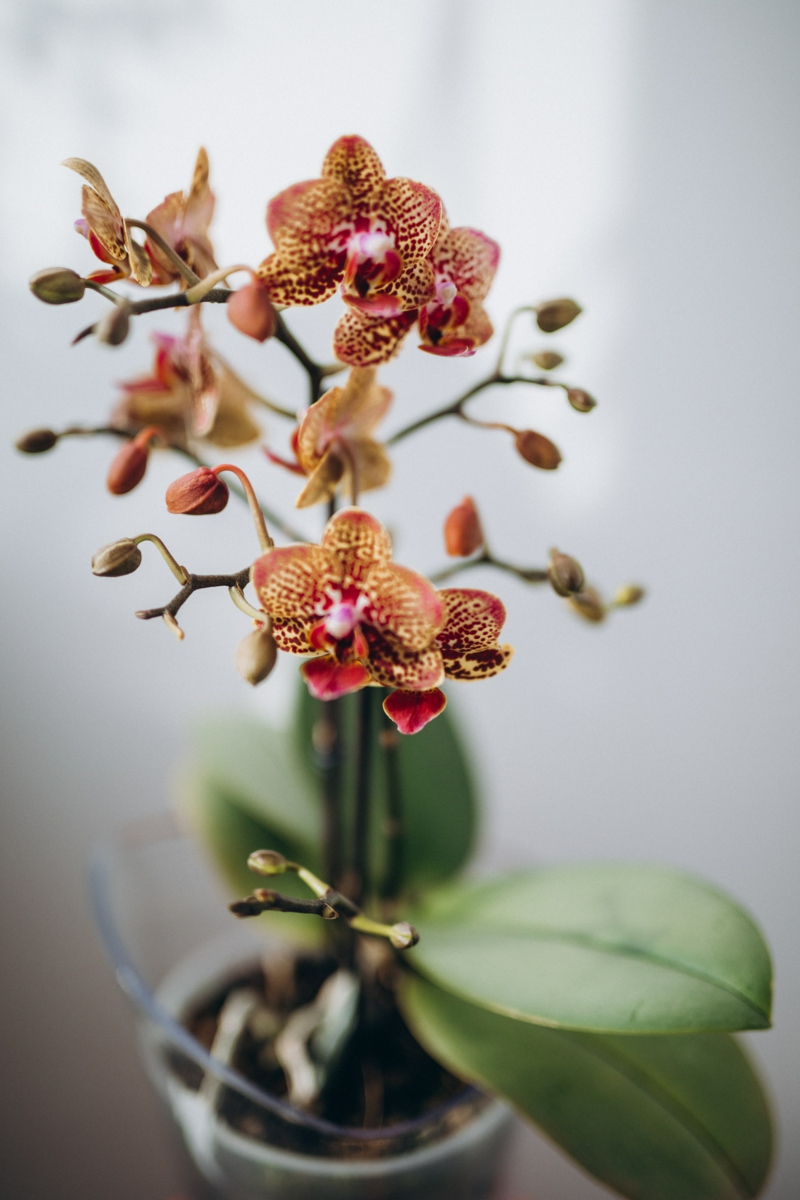 5 bunte orchideenpflanze orchideen blaetter kleben was tun resized