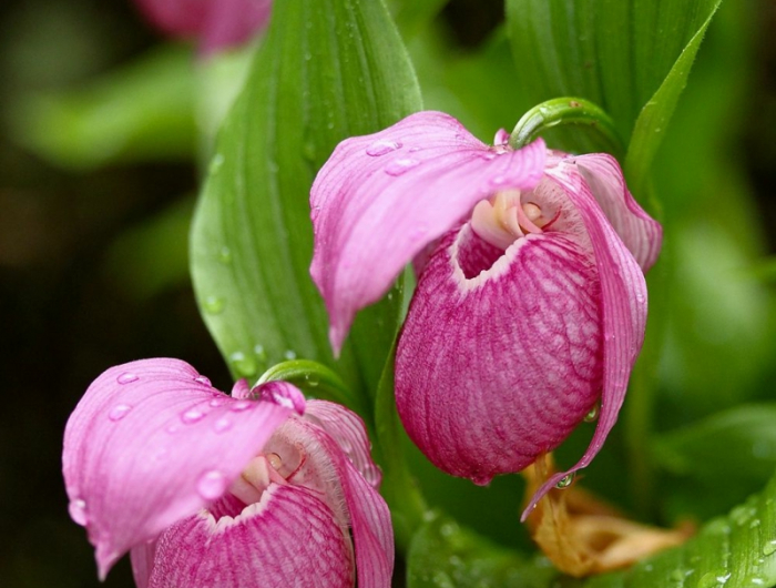 5 lila orchidee frauenschuh anleitung pflege und hilfreiche tipps