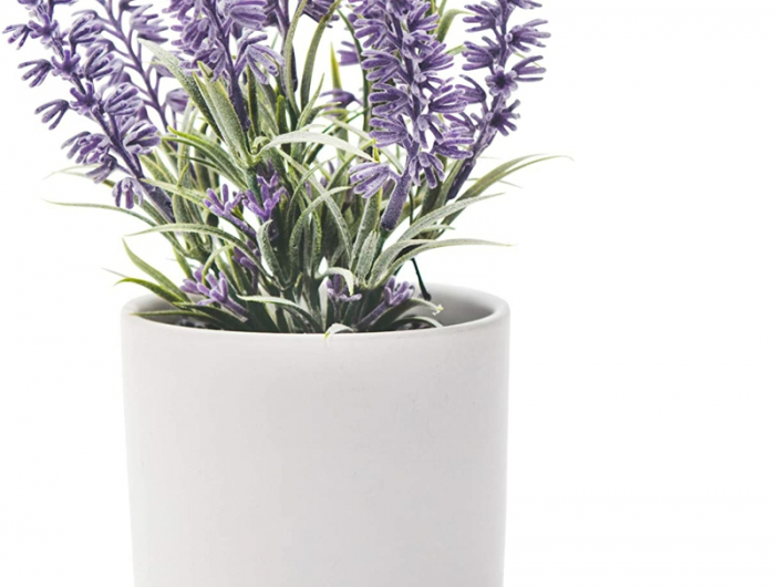 5 weisser topf mit lila pflanze lavendel pflege richtig duengen