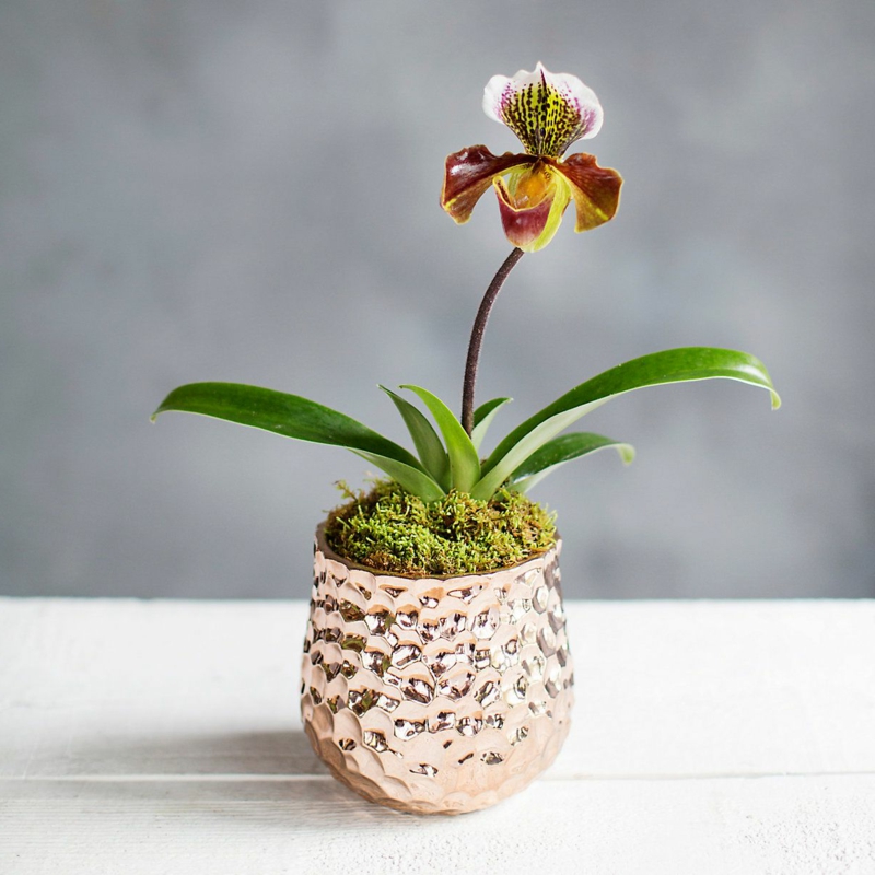 6 kleine vase mit frauenschuh pflanze tipps zur pflege