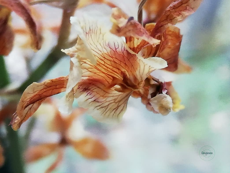 6 wie pflege ich orchideen nach der bluetezeit tipps und infos