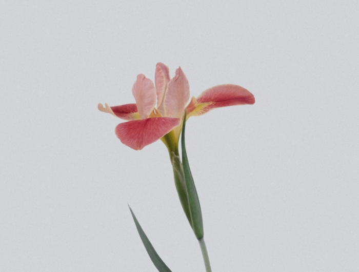 6 zierliche pinke blume pflege amaryllis hilfreiche tipps und infos
