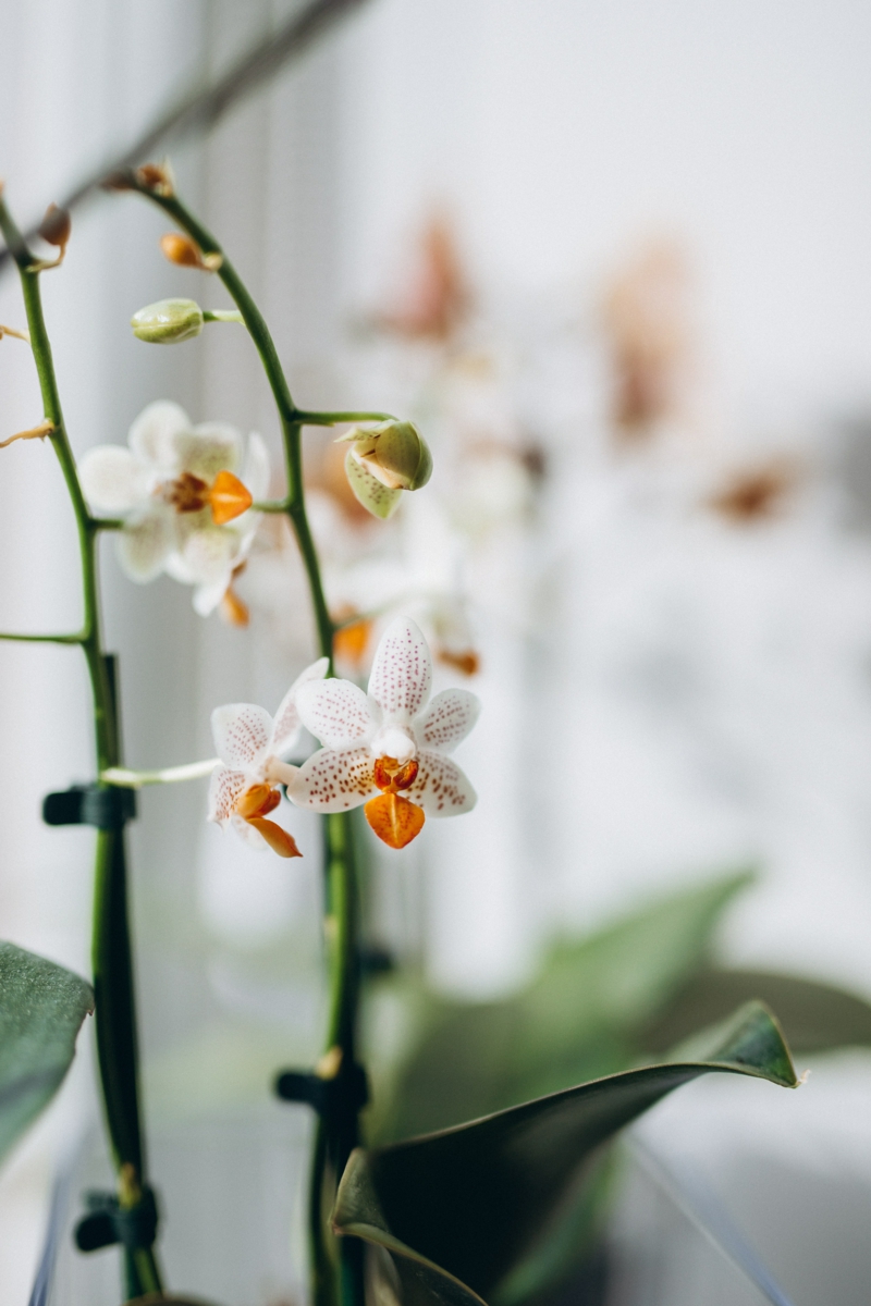 6 zimmerpflanze orchideen krankheiten klebrige blaetter ursachen resized