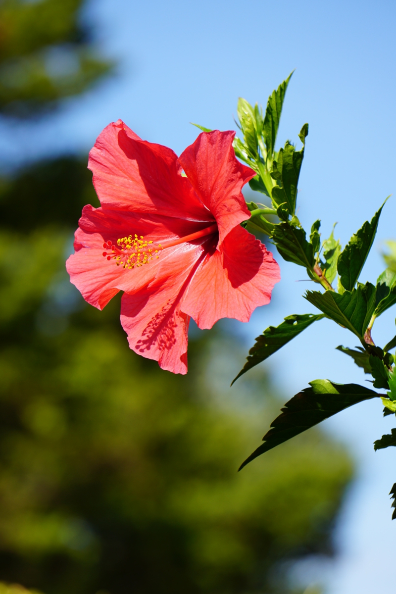 7 garten pflege blumen hibiskus strauch pflanzen wie infos