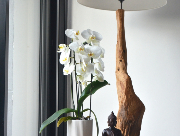 7 wunderschoene pflanzen klebrige blaetter bei orchideen beseitigen resized