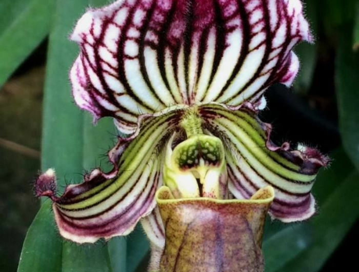 7 zierliche blume mit schoenen farben frauenschuh orchidee pflege