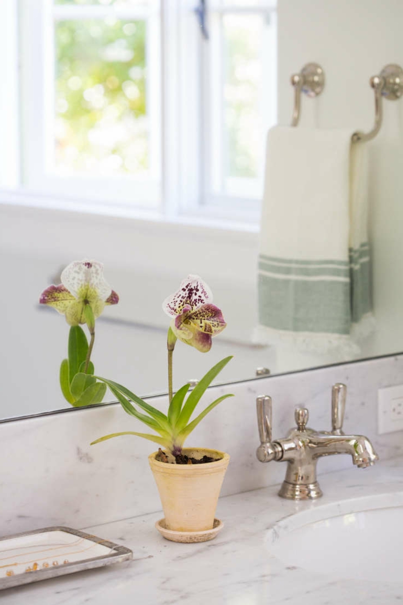8 badezimmer dekoration n blumen orchidee frauenschuh pflege