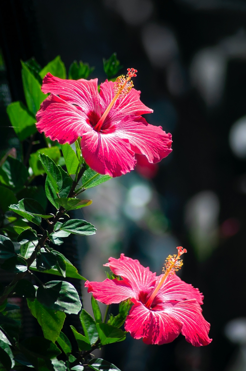 8 garten hibiskus tipps zur pflege und pflanzung