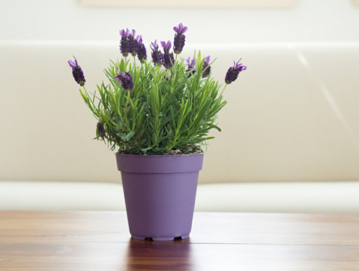 lavender plant flowers in pot