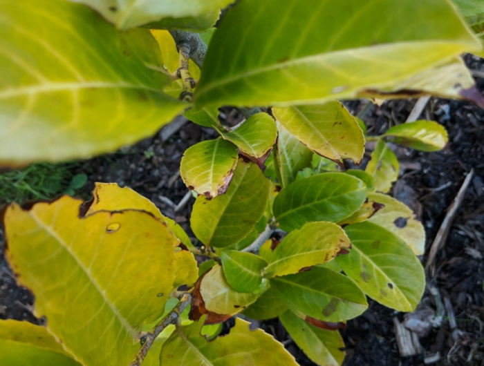 9 gartne gestaltung pflanzen pflege kirschlorbeer krankheiten gelbe blaetter