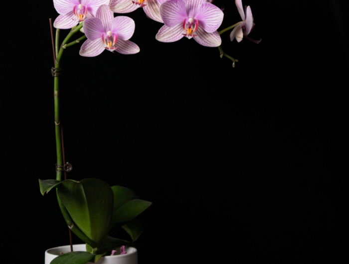 9 klebrige blaetter bei orchideen loesungen und tipps zur pflege resized