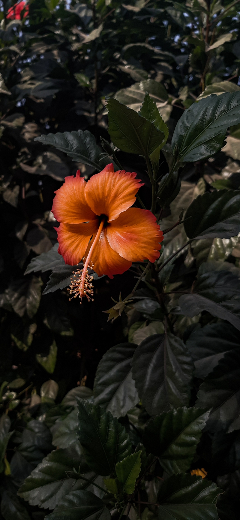 9 rot orange blume im garten hibiskus pflanzen informationen