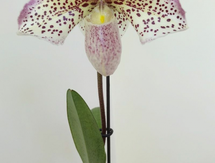 9 weiß lila frauenschuh orchidee pflege hilfreiche tipps