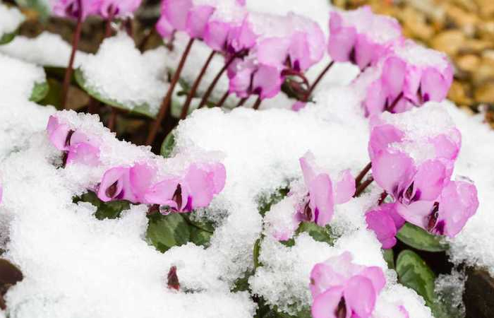 alpenveilchen vermehren alpenveilchen ueberwintern rosa alpenveilchen frost