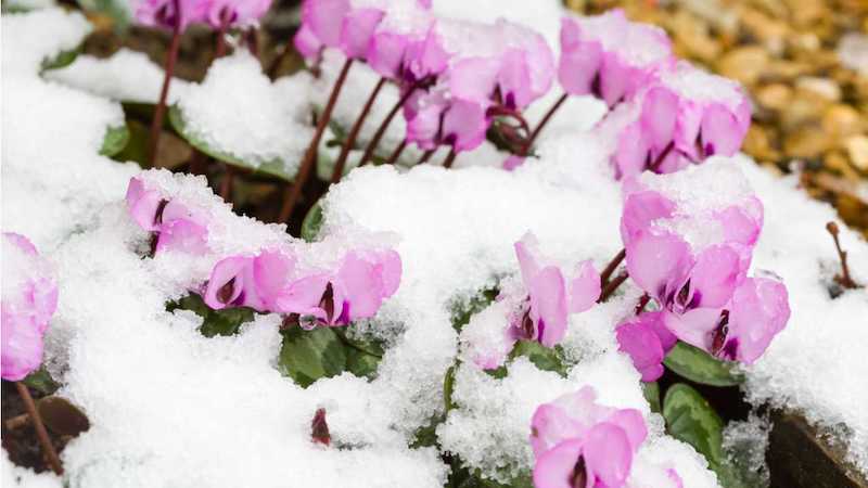 alpenveilchen vermehren alpenveilchen ueberwintern rosa alpenveilchen frost