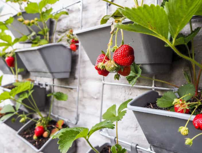 anleitung mit tipps fuer pflege fuer erdbeeren auf dem balkon