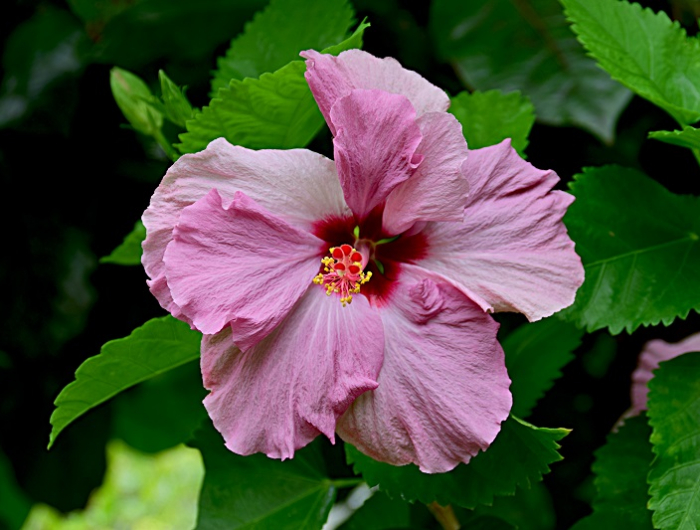anspruchslose schnellwachsende straeucher hibiscus rosa