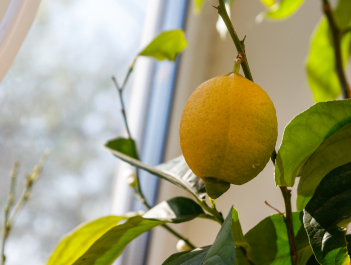 lemon tree with ripening fruit on the windowsill in the apartment