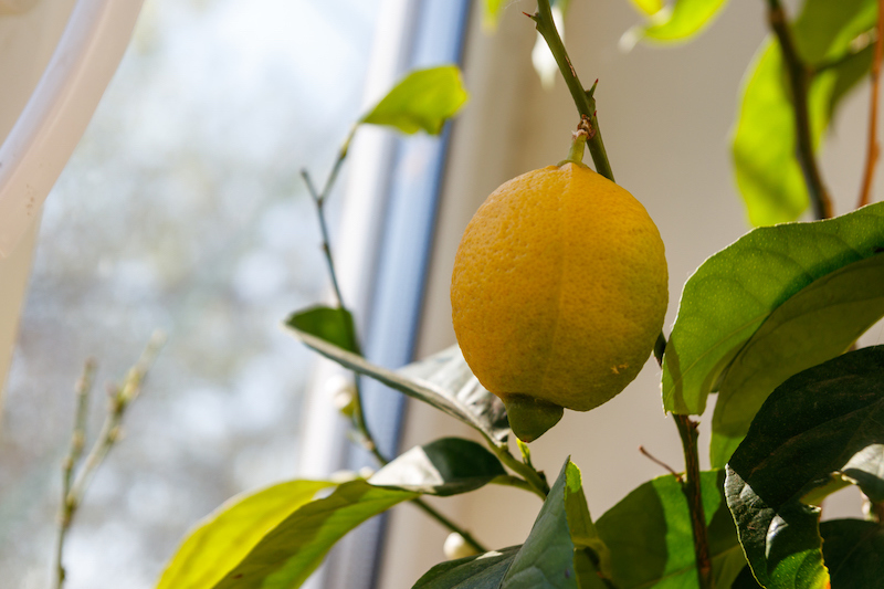lemon tree with ripening fruit on the windowsill in the apartment