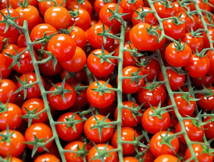 bester duenger fuer tomaten cherry tomaten duengen ideen und tipps