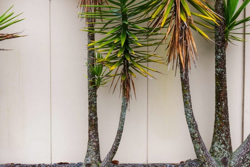 blaetter werden braun und trocken yucca palme mit braune blaetterspitzen abschneiden