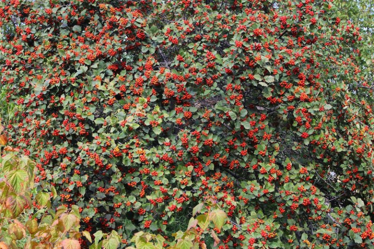 Blühende Hecke anlegen Tipps für immergrünen Pflanzen und Sträucher