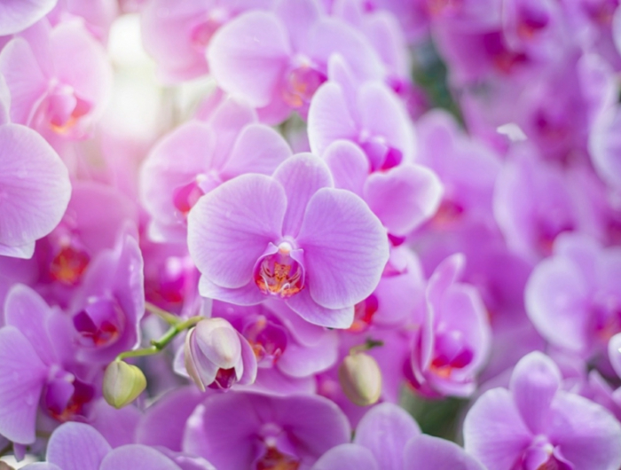 blueten orchideen blume was macht man wenn orchideen verblueht sind