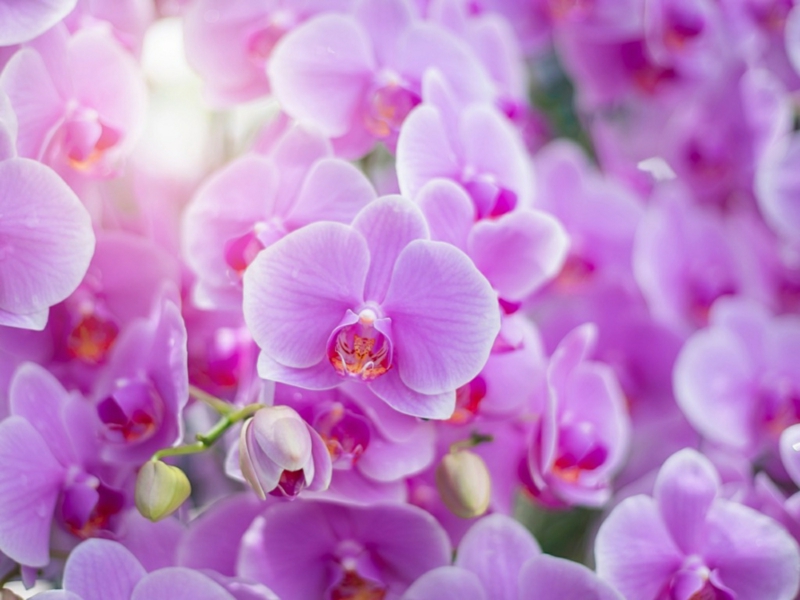 blueten orchideen blume was macht man wenn orchideen verblueht sind