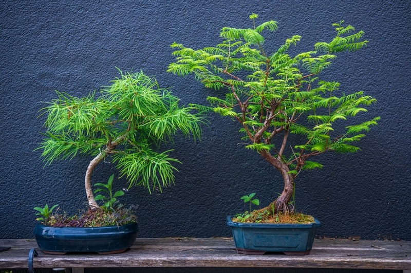 die schoensten gartenbaeume bonsai vor der tuer