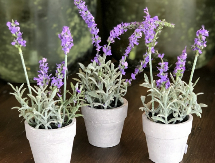 drei kleine weisse toepfe mit pflanzen lavendel im topf