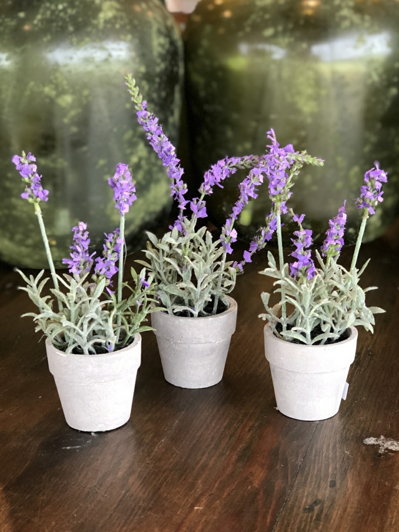 drei kleine weisse toepfe mit pflanzen lavendel im topf