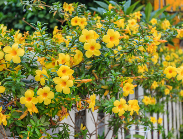 Schnellwachsende Kletterpflanze der richtigen Wahl für den Garten
