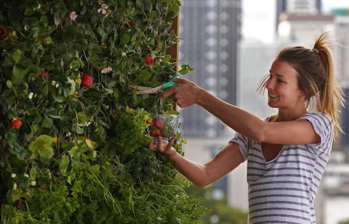 einfach und sehr schnell tipps fuer erdbeeren pflege fuer den balkon