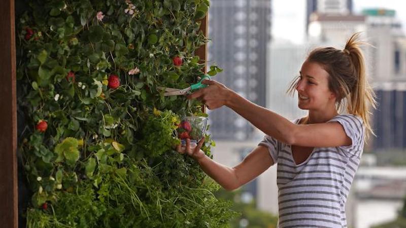 einfach und sehr schnell tipps fuer erdbeeren pflege fuer den balkon