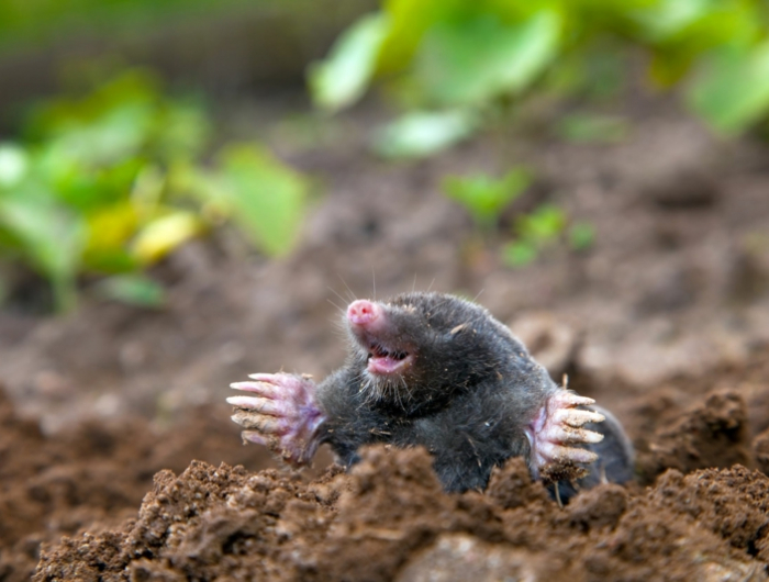 11696813 mole in ground. real picture