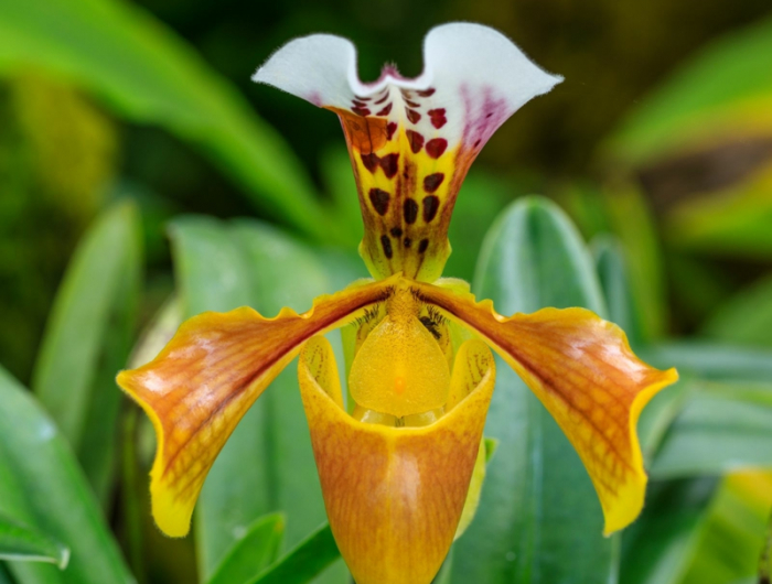 frauenschuh orchidee pflege wichtige infos und tipps