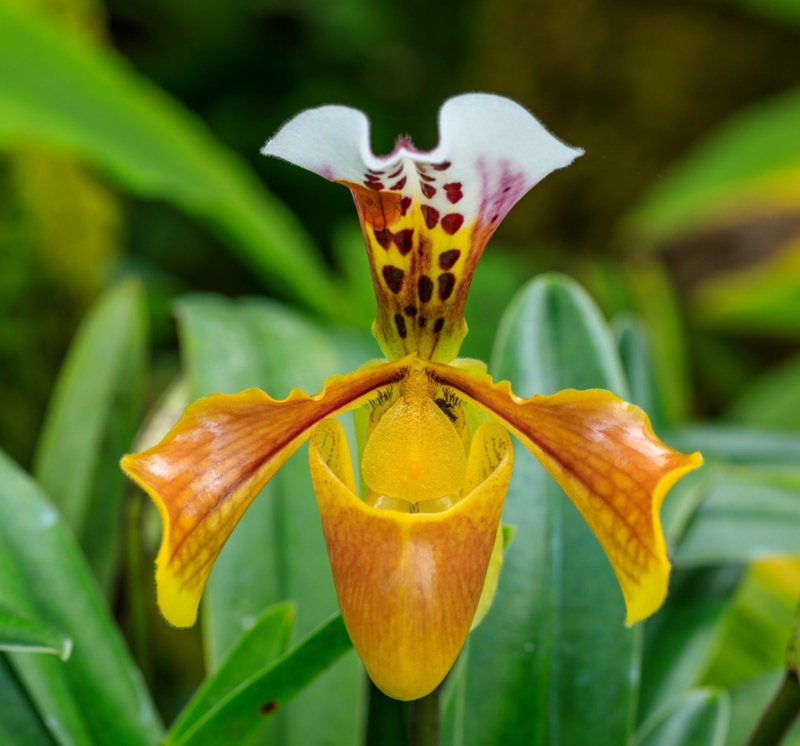 frauenschuh orchidee pflege wichtige infos und tipps