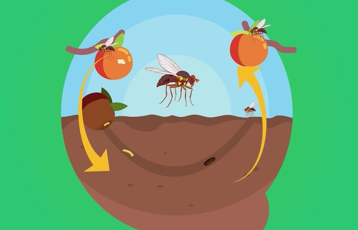 fruchtfliegenfalle selber machen was hilft gegen fruchtfliegen