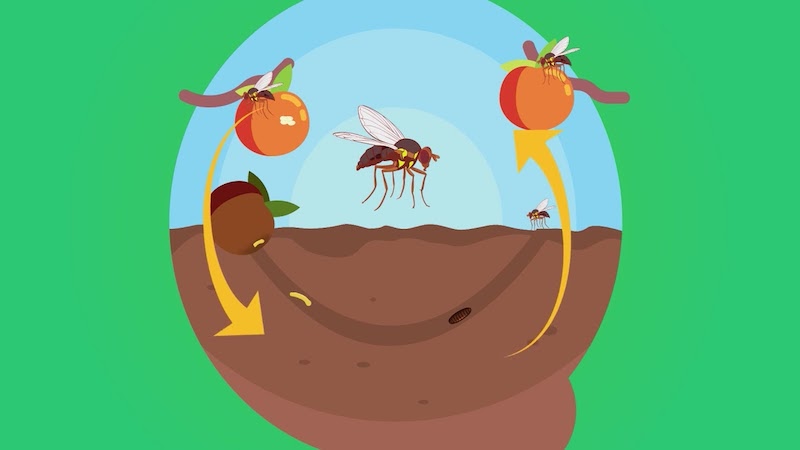 fruchtfliegenfalle selber machen was hilft gegen fruchtfliegen
