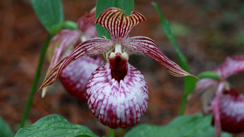 garten pflanzen pflege tipps und infos frauenschuh orchidee pflege