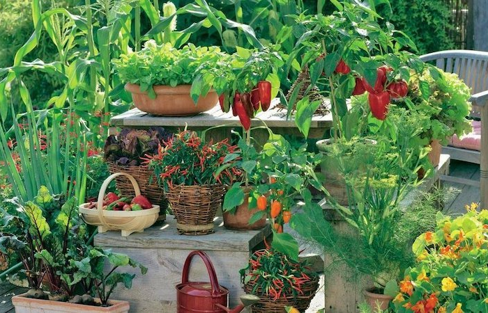 gemuese auf balkon pflegen urban gardening gemuese anbauen ohne garten paprika