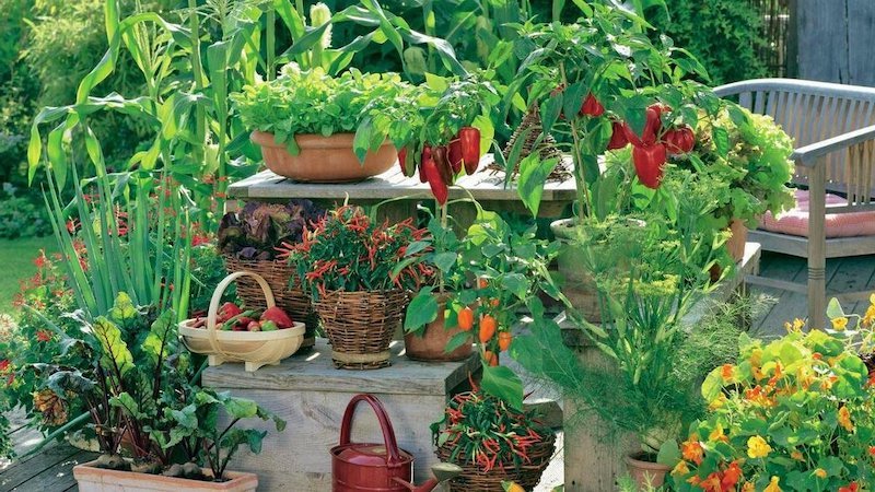 gemuese auf balkon pflegen urban gardening gemuese anbauen ohne garten paprika