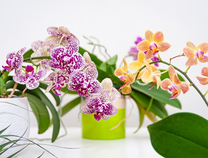 giftige pflanzen fuer katzen hybrid orchideen als zimmerpflanzen