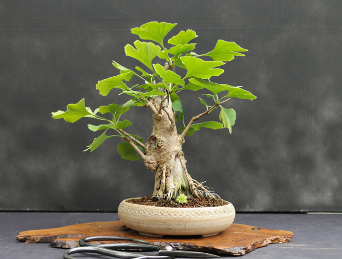 ginkgo baum im topf bonsai kleiner baum zimmerdeko ideen