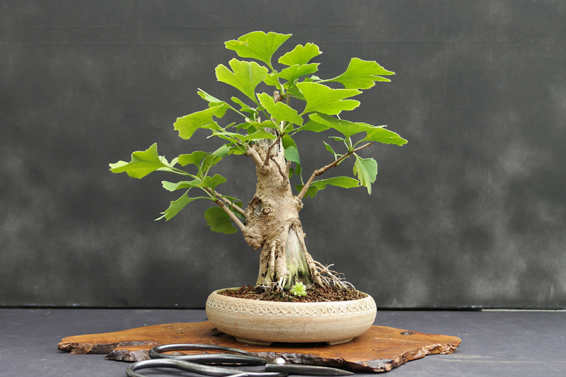 ginkgo baum im topf bonsai kleiner baum zimmerdeko ideen