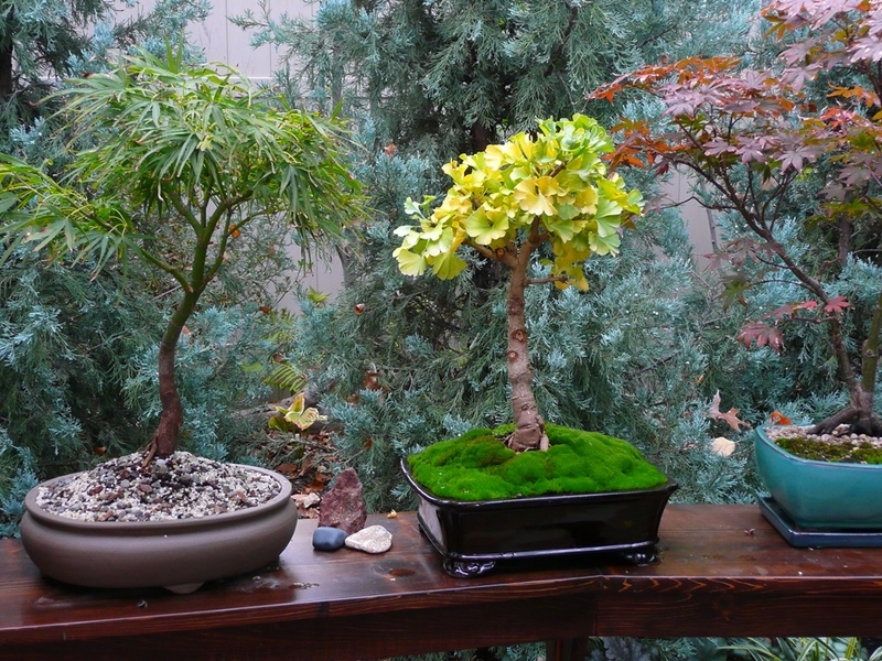 ginkgo baum pflege bonsai pflegen ginkgobaum im topf