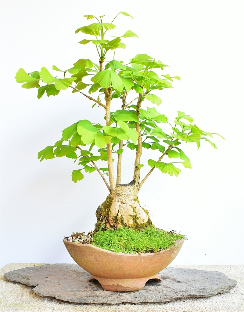 ginkgo baum pflege bonsaibaum pflegen ginkgo im topf